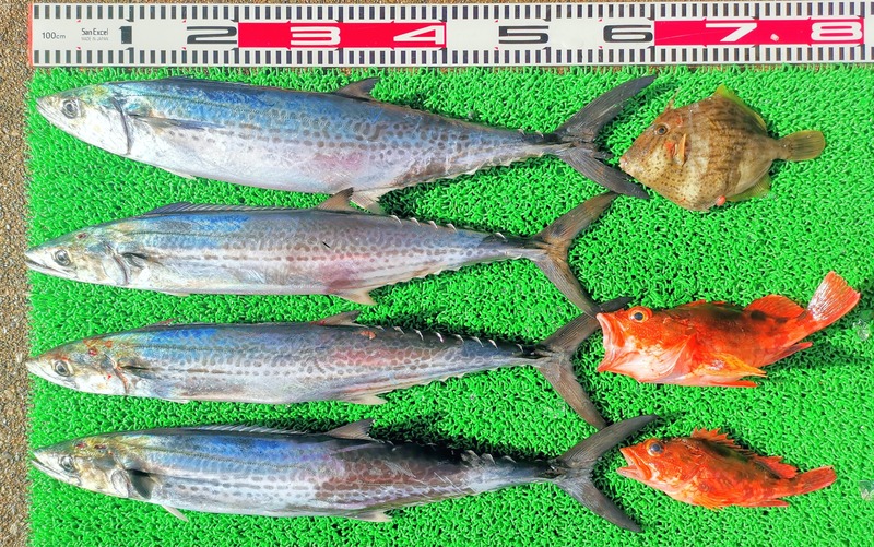 IMG_20260131_145350_edit_244785511016813