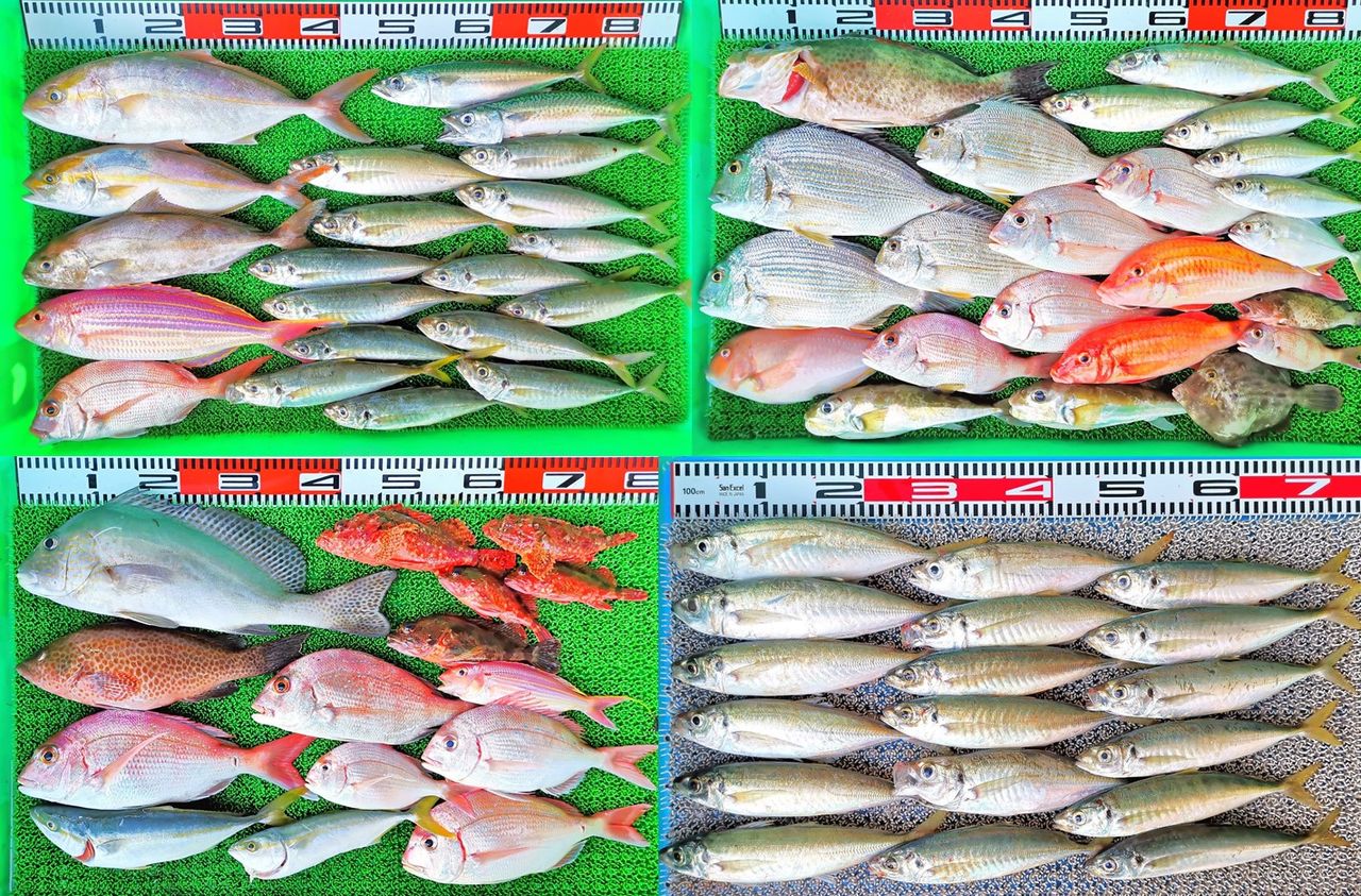 タイラバサビキで良型アジやネイリ 沖のシーズンいよいよ到来 竹村貸舟店 高知県 浦ノ内湾 宇佐 須崎市横浪半島沖の船釣り 釣果情報 ブログ タイラバサビキで良型アジやネイリ 沖のシーズンいよいよ到来 竹村貸舟店 高知県 浦ノ内湾 宇佐 須崎市横浪半島沖の船釣り 釣果情報 ブログ