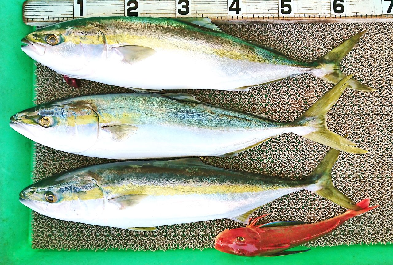 雨上がりの宇佐沖でアジの泳がせ釣りからのメジロ3匹 竹村貸舟店 高知県 浦ノ内湾 宇佐 須崎市横浪半島沖の船釣り 釣果情報 ブログ