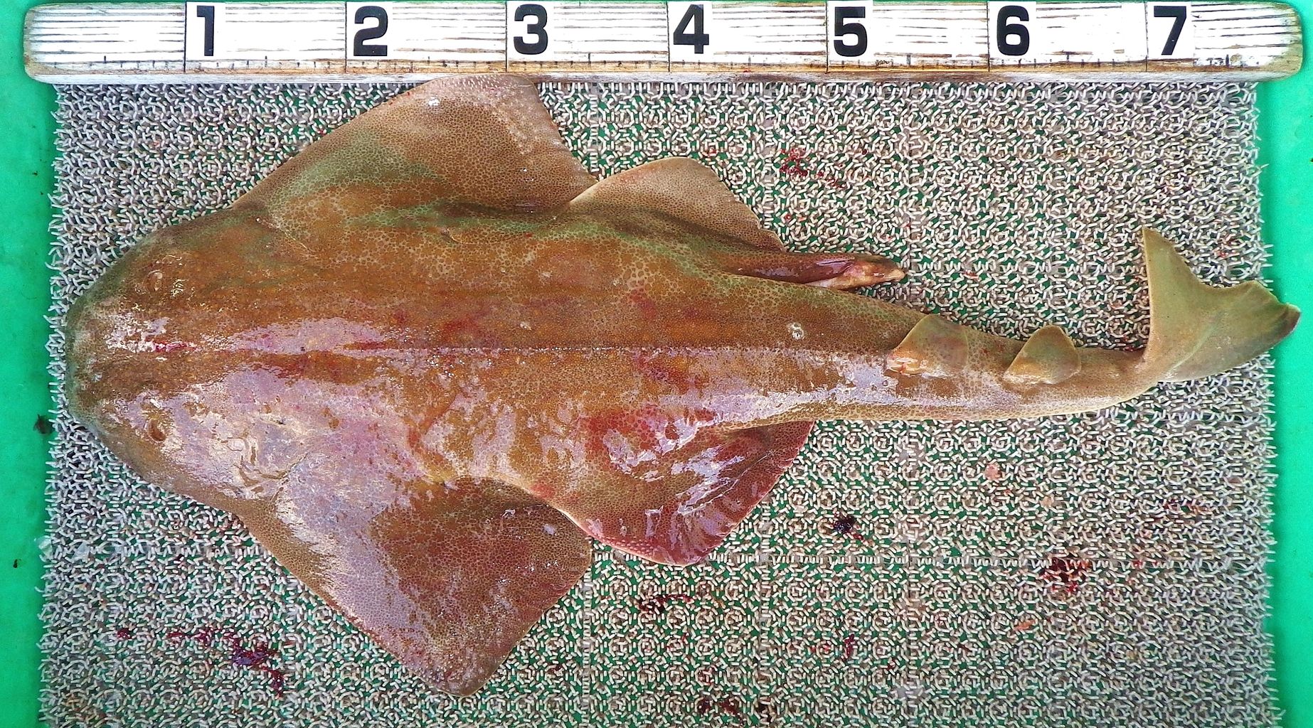 ヒラメ マダイ ブリ 天使のサメ 最高の釣り日和にジグ テンヤ 泳がせで良型続出 竹村貸舟店 高知県 浦ノ内湾 宇佐 須崎市横浪半島沖の船釣り 釣果情報 ブログ ヒラメ マダイ ブリ 天使のサメ 最高の釣り日和にジグ テンヤ 泳がせで良型続出 竹村貸舟店 高知県 浦ノ内湾 宇佐 須崎市横浪半島沖の船釣り 釣果情報 ブログ