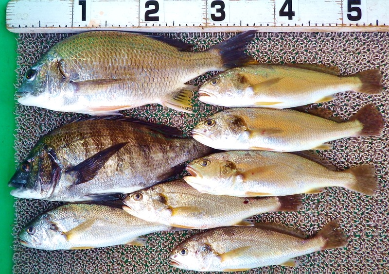 IMGP9588