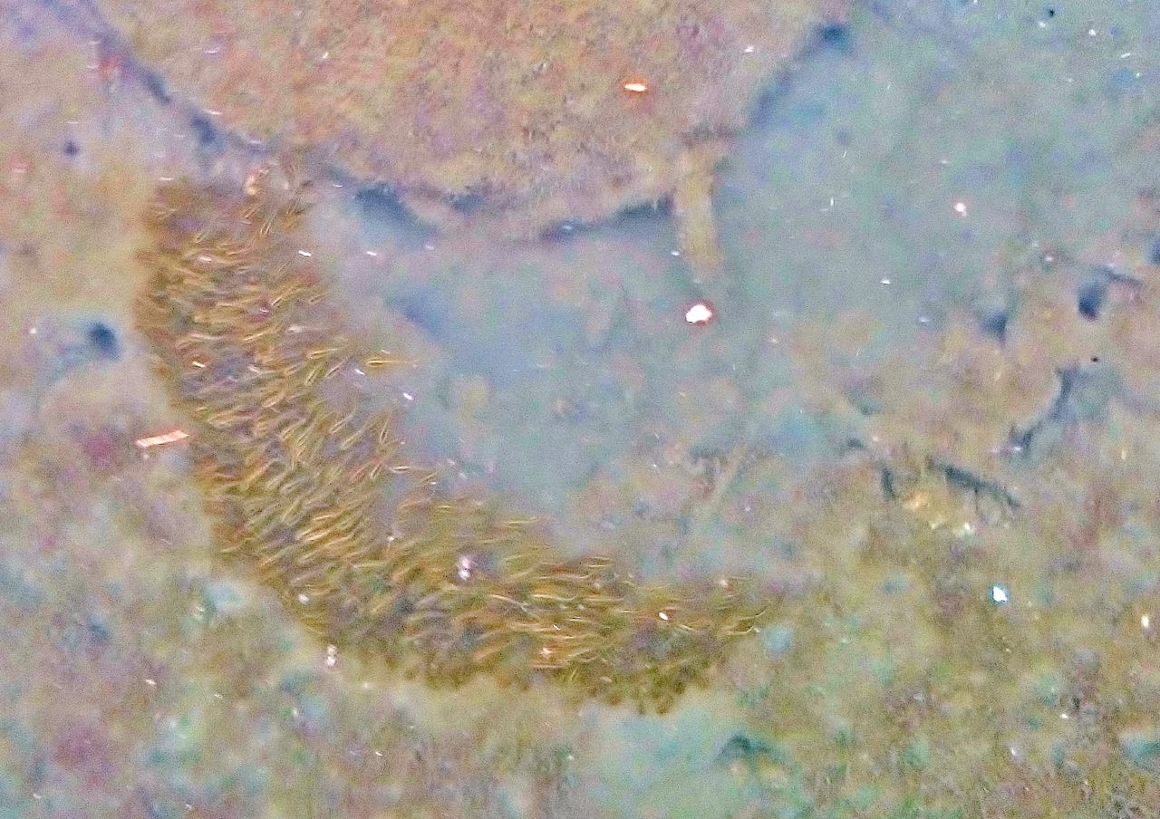 夏の風物詩ゴンズイ玉出現 毒魚ゴンズイは嫌われ者だが美味しい魚 竹村貸舟店 高知県 浦ノ内湾 宇佐 須崎市横浪半島沖の船釣り 釣果情報 ブログ 夏の風物詩ゴンズイ玉出現 毒魚ゴンズイは嫌われ者だが美味しい魚 竹村貸舟店 高知県 浦ノ内湾 宇佐 須崎市横浪半島沖の船釣り 釣果情報 ブログ