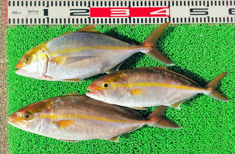 IMG_20250112_145438_edit_51694382703569