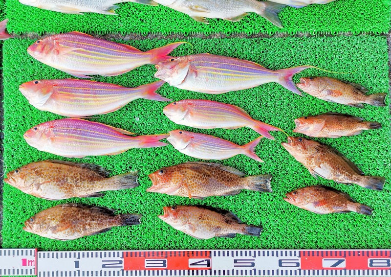 IMG_20241112_154509_edit_87383110507499