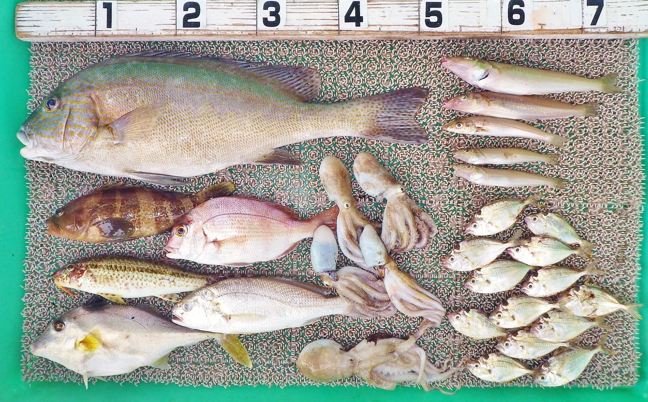 台風がクルっと回りまたもや不安定な空模様 竹村貸舟店 高知県 浦ノ内湾 宇佐 須崎市横浪半島沖の船釣り 釣果情報 ブログ