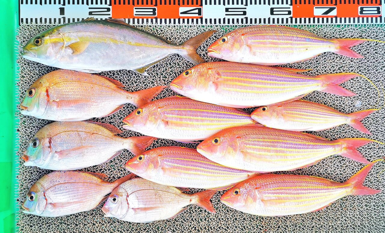 アジの泳がせ釣りでヒラメ オオニベ コウイカなど 竹村貸舟店 高知県 浦ノ内湾 宇佐 須崎市横浪半島沖の船釣り 釣果情報 ブログ