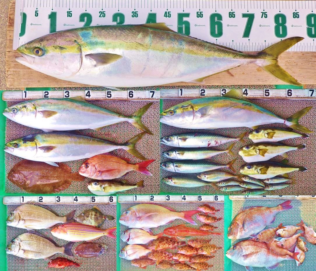 87cm 6kgのブリ 70cmクラスのメジロも3本 52cm良型マダイはミラクルキャッチ 竹村貸舟店 高知県 浦ノ内湾 宇佐 須崎市横浪半島沖の船釣り 釣果情報 ブログ 87cm 6kgのブリ 70cmクラスのメジロも3本 52cm良型マダイはミラクルキャッチ 竹村貸舟店 高知県 浦ノ内湾 宇佐 須崎市横浪半島沖の船釣り 釣果情報 ブログ