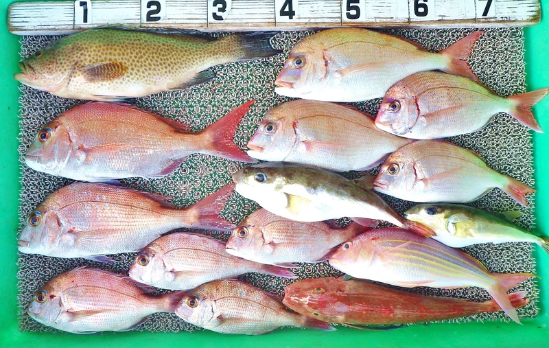 IMGP2558