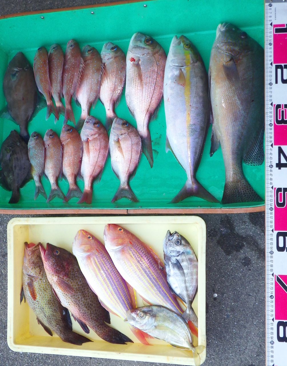 ウネリなしの最高の釣り日和 竹村貸舟店 高知県 浦ノ内湾 宇佐 須崎市横浪半島沖の船釣り 釣果情報 ブログ ウネリなしの最高の釣り日和 竹村貸舟店 高知県 浦ノ内湾 宇佐 須崎市横浪半島沖の船釣り 釣果情報 ブログ