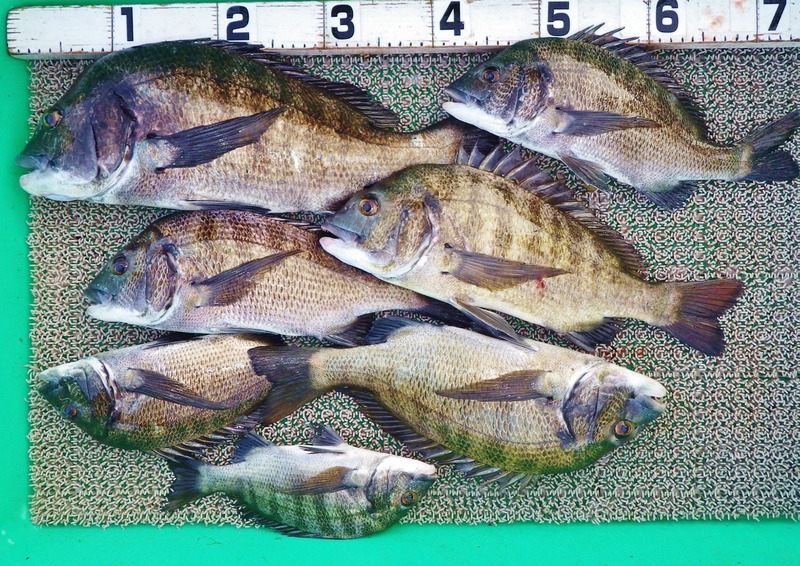 IMGP9851