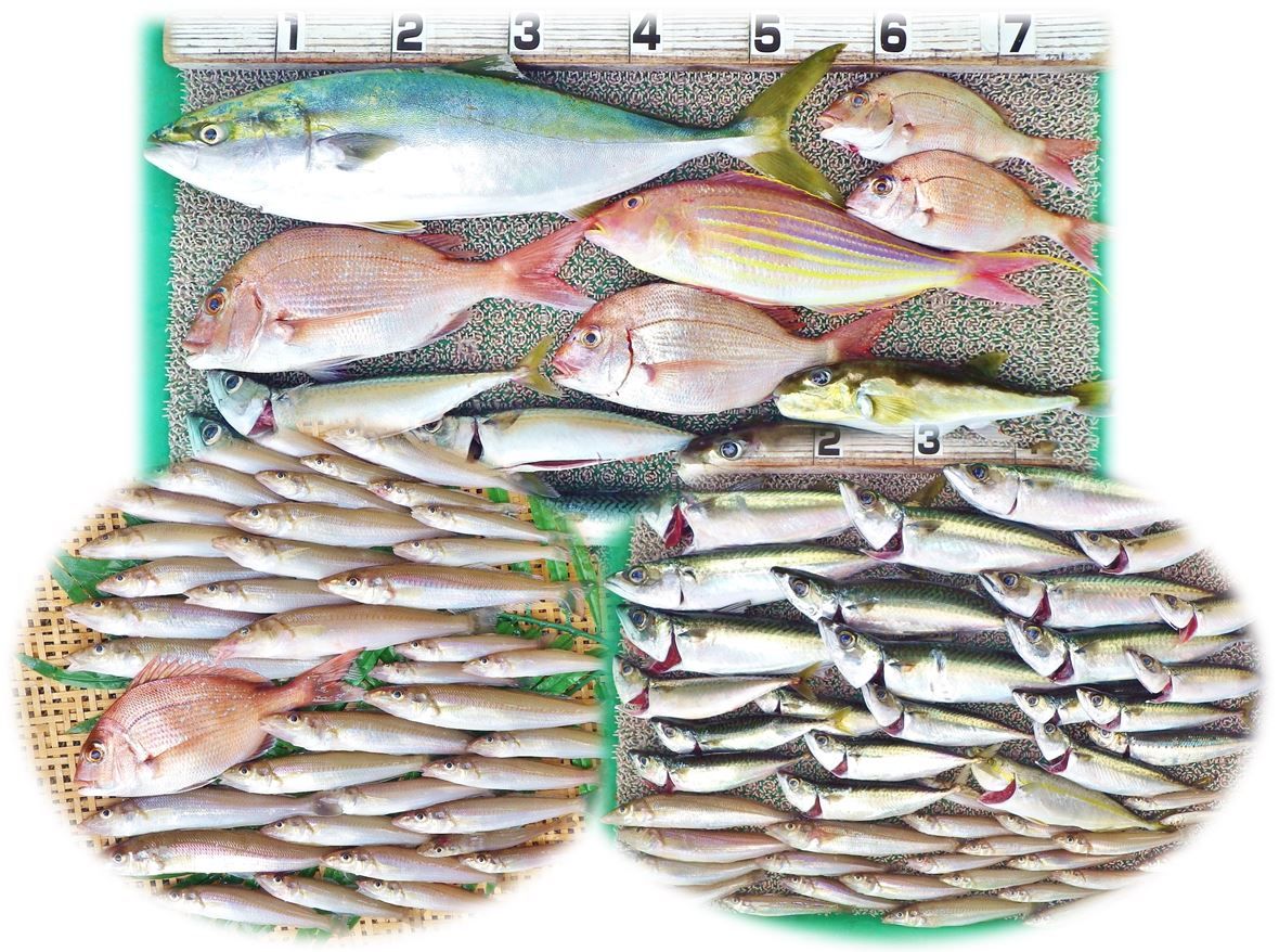 湾内でキスや良型のサバ ベタ凪の沖で青物やカツオがボイル 沖ではタイラバでハマチ 竹村貸舟店 高知県 浦ノ内湾 宇佐 須崎市横浪半島沖の船釣り 釣果情報 ブログ