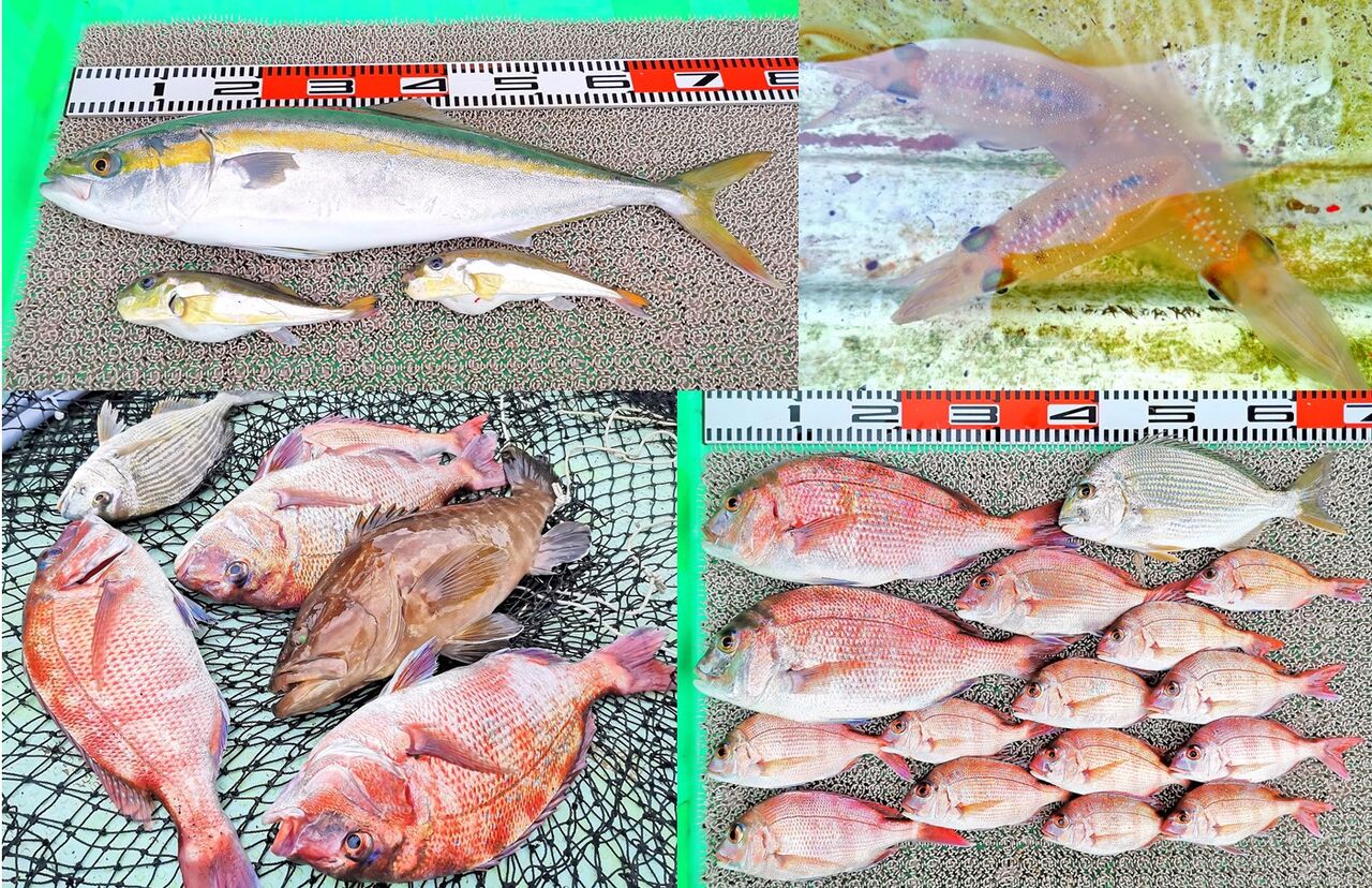 泳がせ釣りでメジロ エギングでアオリイカ 湾内はマダイやクエ 竹村貸舟店 高知県 浦ノ内湾 宇佐 須崎市横浪半島沖の船釣り 釣果情報 ブログ 泳がせ釣りでメジロ エギングでアオリイカ 湾内はマダイやクエ 竹村貸舟店 高知県 浦ノ内湾 宇佐 須崎市横浪半島沖の船釣り 釣果情報 ブログ
