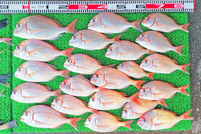 IMG_20251114_150242_edit_2458222446717604