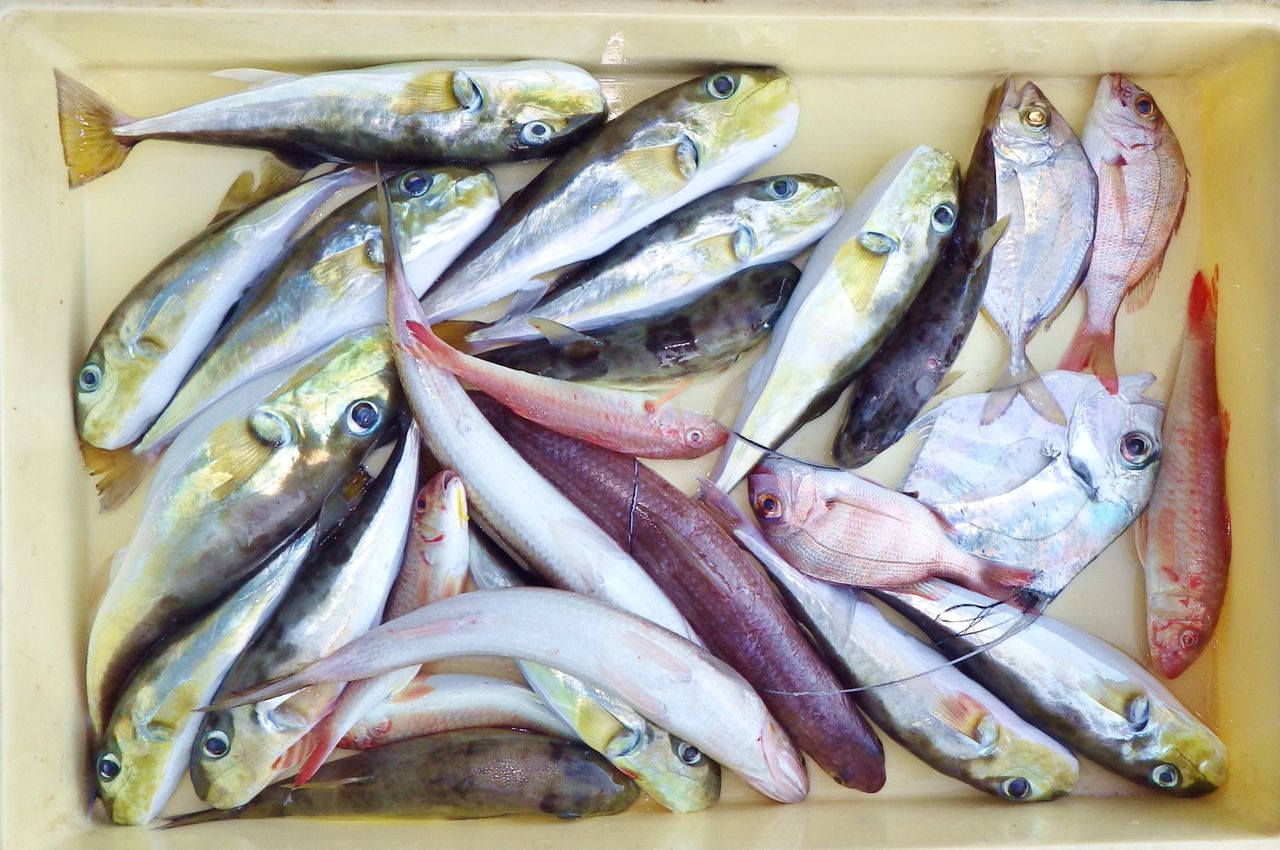 アオリイカの沖漬けは捨てる所なしで丸ごと美味しく食べれる 竹村貸舟店 高知県 浦ノ内湾 宇佐 須崎市横浪半島沖の船釣り 釣果情報 ブログ