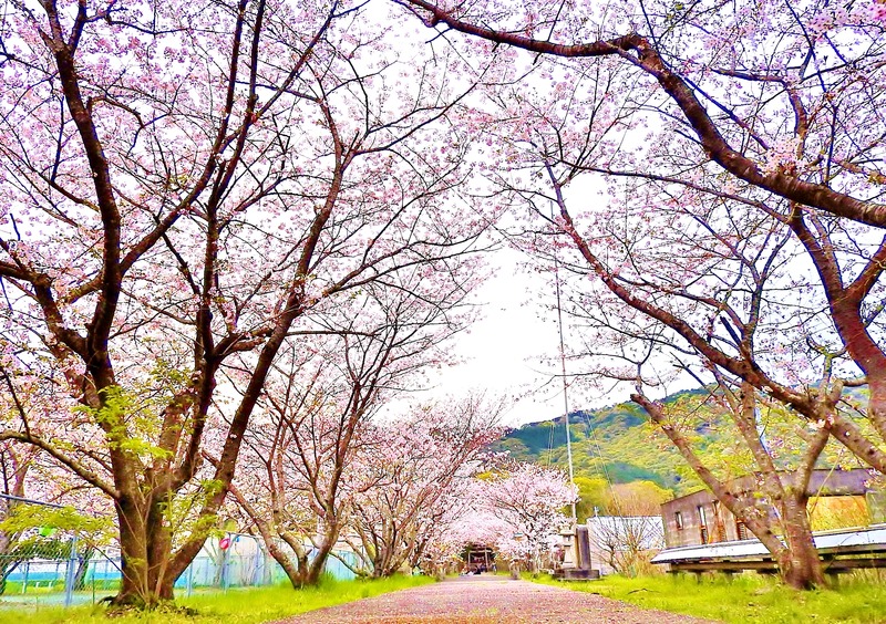 DSCN2240