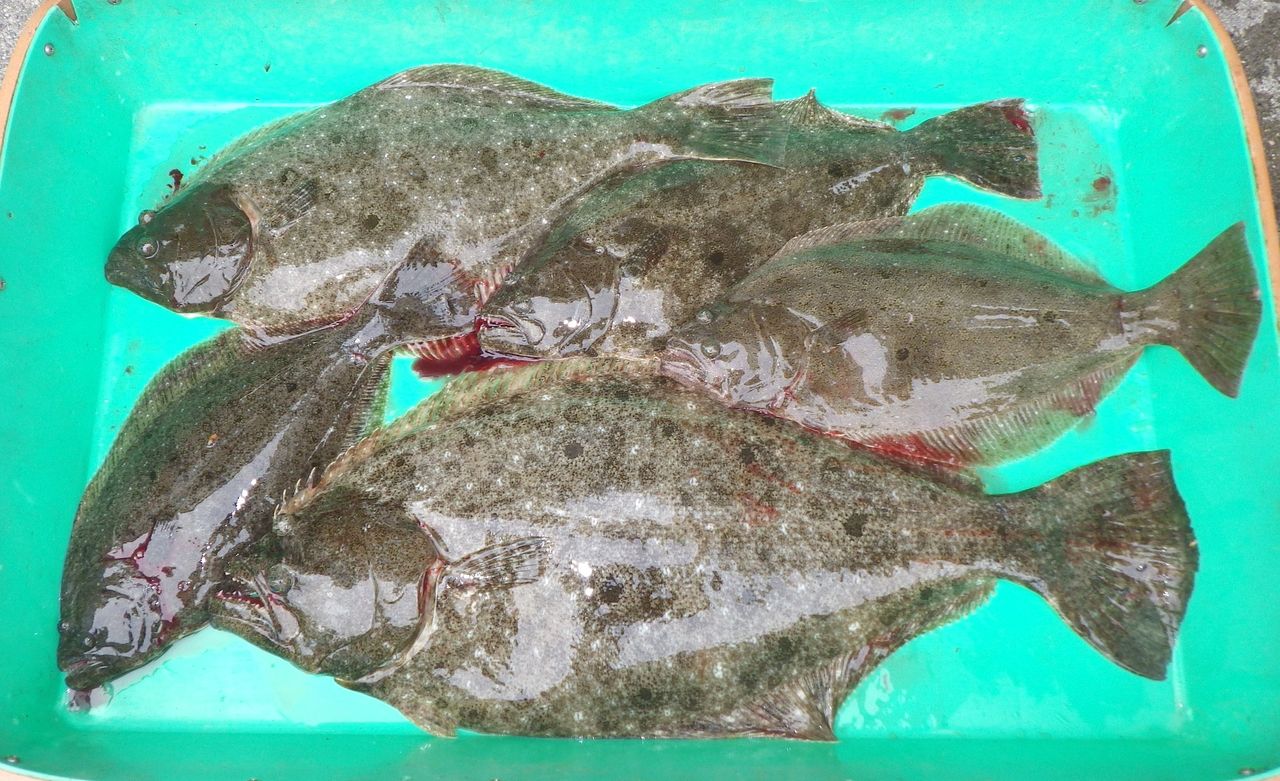 ヒラメ釣果特集 今シーズンはヒラメの当たり年 仕掛け 釣り方 竹村貸舟店 高知県 浦ノ内湾 宇佐 須崎市横浪半島沖の船釣り 釣果情報 ブログ