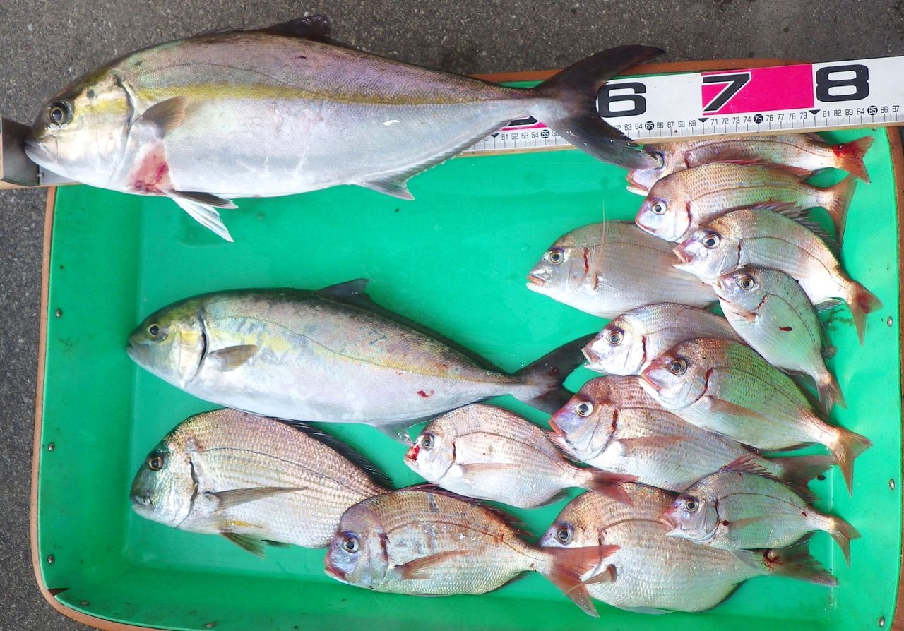 68cm 3 8kgのネイリはカンパチ 竹村貸舟店 高知県 浦ノ内湾 宇佐 須崎市横浪半島沖の船釣り 釣果情報 ブログ