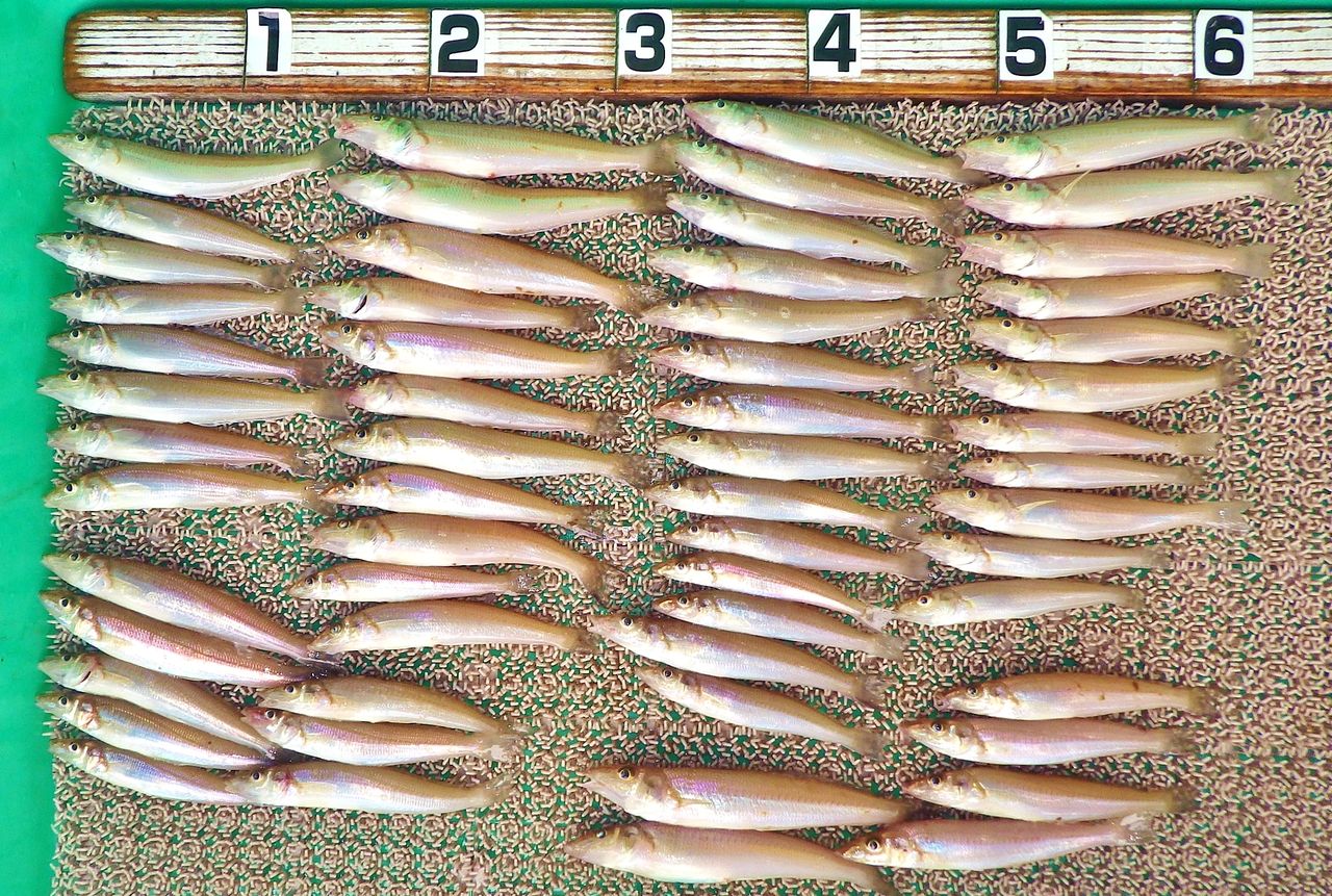 テント付き2隻で雨のキス釣り160匹 エビ餌では5kgオーバーのコロダイ 竹村貸舟店 高知県 浦ノ内湾 宇佐 須崎市横浪半島沖の船釣り 釣果情報 ブログ
