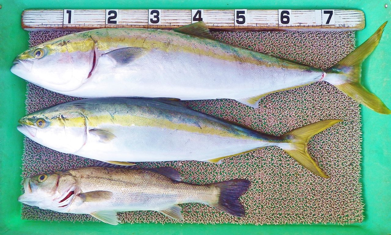 アジの泳がせ釣りで90cm 6kgオーバーのブリ 竹村貸舟店 高知県 浦ノ内湾 宇佐 須崎市横浪半島沖の船釣り 釣果情報 ブログ アジの泳がせ釣りで90cm 6kgオーバーのブリ 竹村貸舟店 高知県 浦ノ内湾 宇佐 須崎市横浪半島沖の船釣り 釣果情報 ブログ