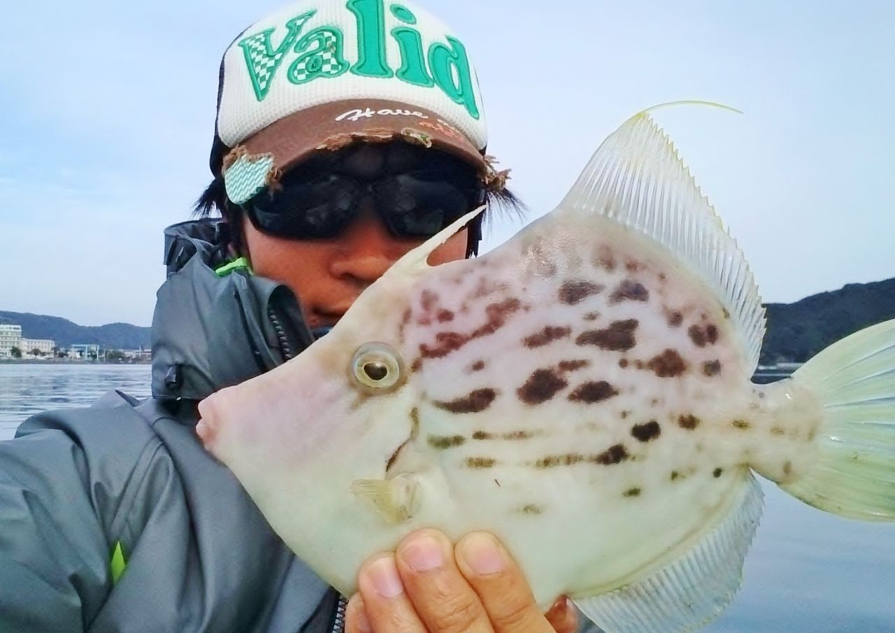 肝がたっぷりの湾内のカワハギを肝醤油でいただく 竹村貸舟店 高知県 浦ノ内湾 宇佐 須崎市横浪半島沖の船釣り 釣果情報 ブログ 肝がたっぷりの湾内のカワハギを肝醤油でいただく 竹村貸舟店 高知県 浦ノ内湾 宇佐 須崎市横浪半島沖の船釣り 釣果情報 ブログ