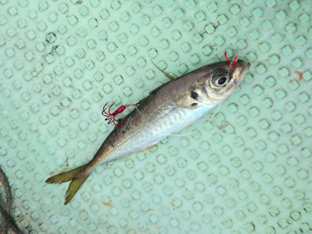 ヒラメ釣果特集】今シーズンはヒラメの当たり年!【仕掛け・釣り ヒラメ釣果特集】今シーズンはヒラメの当たり年!【仕掛け・釣り