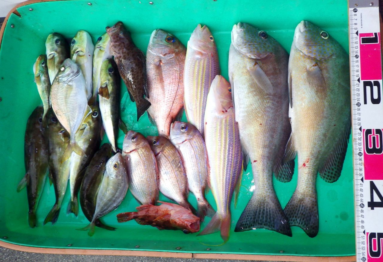 魚種が豊富な浦ノ内湾のエバの記録は50cm 1kg 竹村貸舟店 高知県 浦ノ内湾 宇佐 須崎市横浪半島沖の船釣り 釣果情報 ブログ