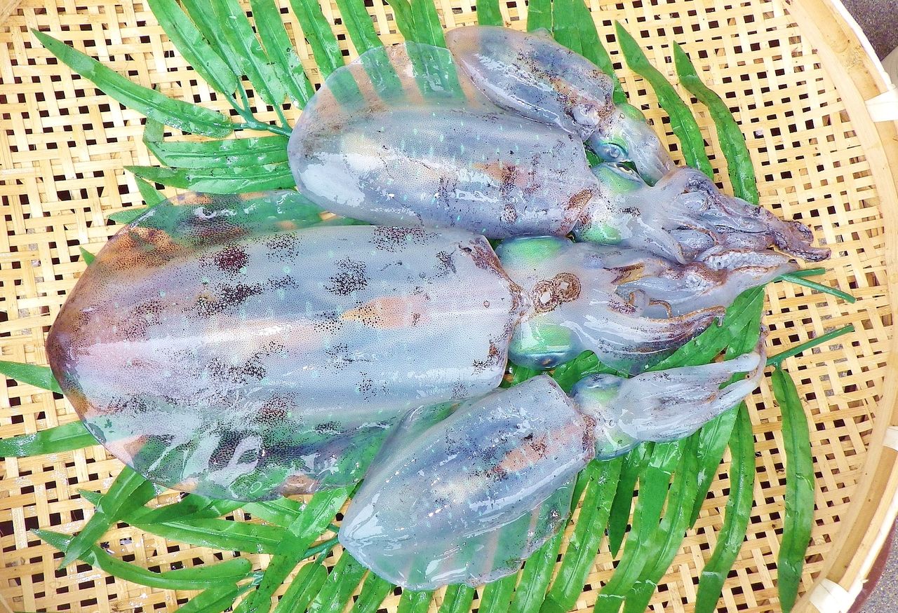 宇佐沖でクジラ目撃 エギングでは秋イカサイズのアオリイカ 湾内はマダイやチヌ 竹村貸舟店 高知県 浦ノ内湾 宇佐 須崎市横浪半島沖の船釣り 釣果情報 ブログ