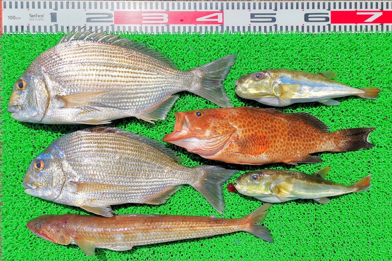 IMG_20240401_125414_edit_61239726675550