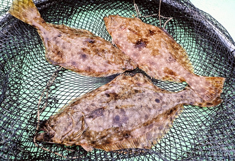 IMG_20250112_155339_edit_52091297274863