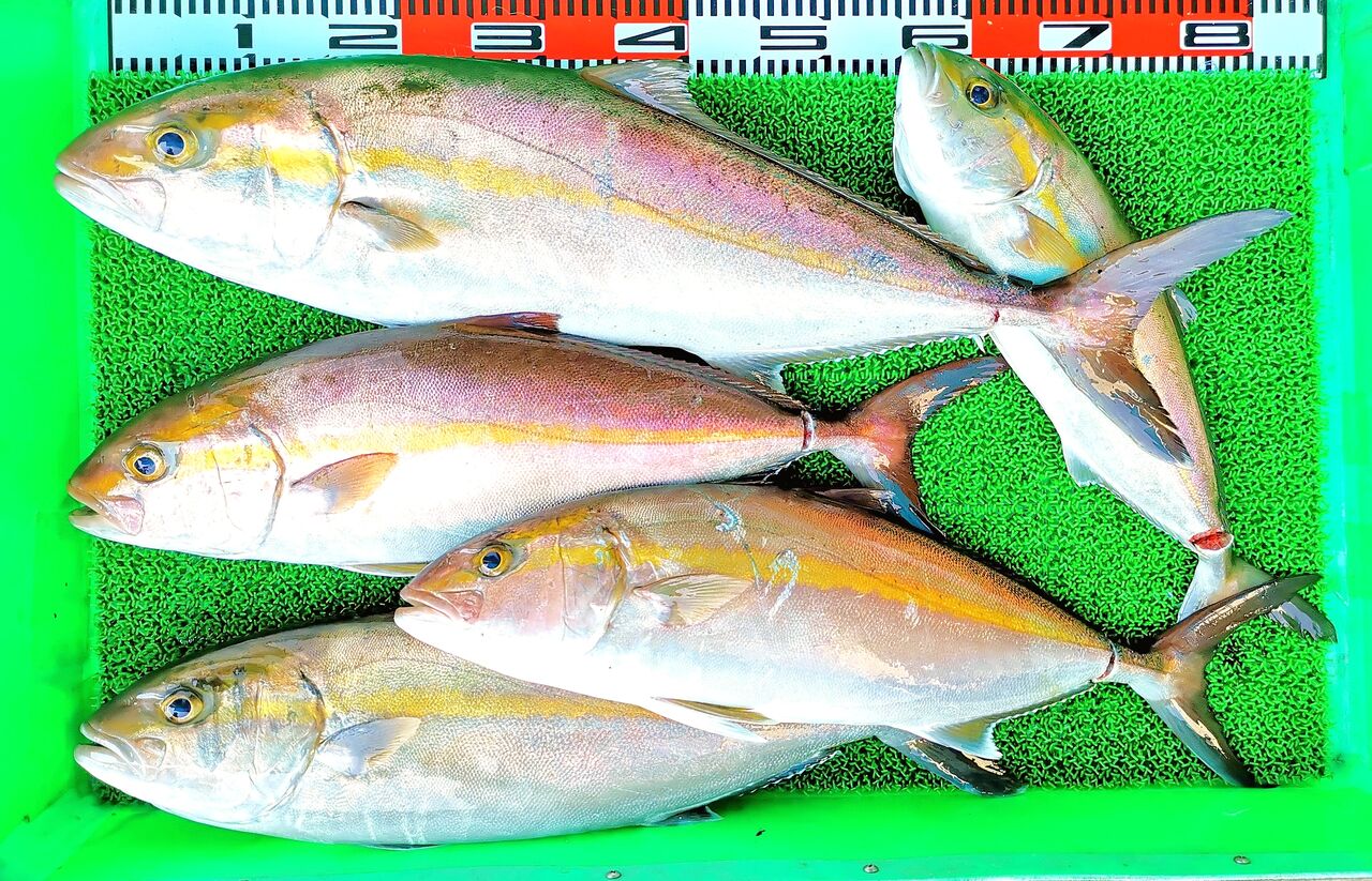 ジギングで5キロ 3キロのカンパチ ネイリ 竹村貸舟店 高知県 浦ノ内湾 宇佐 須崎市横浪半島沖の船釣り 釣果情報 ブログ