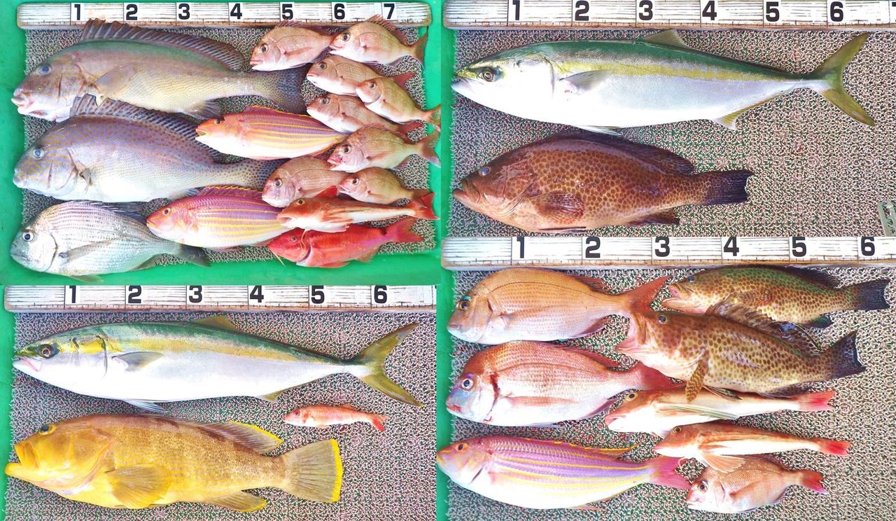 今年の釣り初めは明けの明星に見送られて出船 アジの泳がせ釣りではハマチやハタ系 竹村貸舟店 高知県 浦ノ内湾 宇佐 須崎市横浪半島沖の船釣り 釣果情報 ブログ