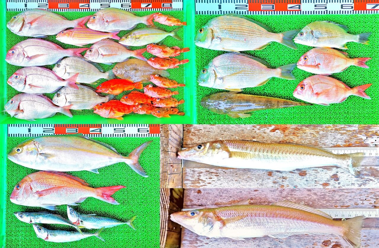 沖で60cm超のネイリ 50cｍマダイ 湾内は28 5cmの尺手前の大ギス 竹村貸舟店 高知県 浦ノ内湾 宇佐 須崎市横浪半島沖の船釣り 釣果情報 ブログ