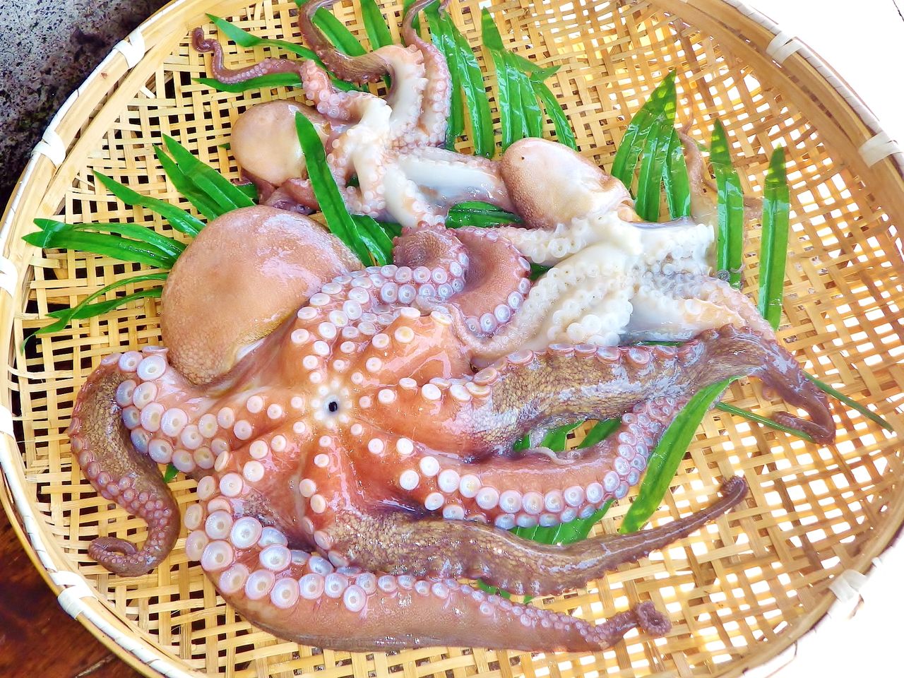 湾内で大物コロダイ ヒョウゴ マゴチ マダコも タコを美味しく食べるための下処理は 竹村貸舟店 高知県 浦ノ内湾 宇佐 須崎市横浪半島沖の船釣り 釣果情報 ブログ 湾内で大物コロダイ ヒョウゴ マゴチ マダコも タコを美味しく食べるための下処理は 竹村貸舟店 高知県 浦ノ内湾 宇佐 須崎市横浪半島沖の船釣り 釣果情報 ブログ