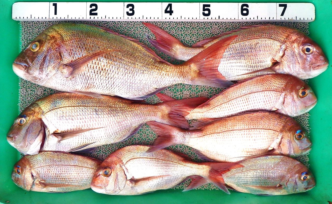宇佐沖タイラバで60cm筆頭にマダイ連発 ネイリ連発の組も 湾内では22人で釣り大会 夜は明徳の花火大会 竹村貸舟店 高知県 浦ノ内湾 宇佐 須崎市横浪半島沖の船釣り 釣果情報 ブログ 宇佐沖タイラバで60cm筆頭にマダイ連発 ネイリ連発の組も 湾内では22人で釣り大会 夜は明徳の花火大会 竹村貸舟店 高知県 浦ノ内湾 宇佐 須崎市横浪半島沖の船釣り 釣果情報 ブログ