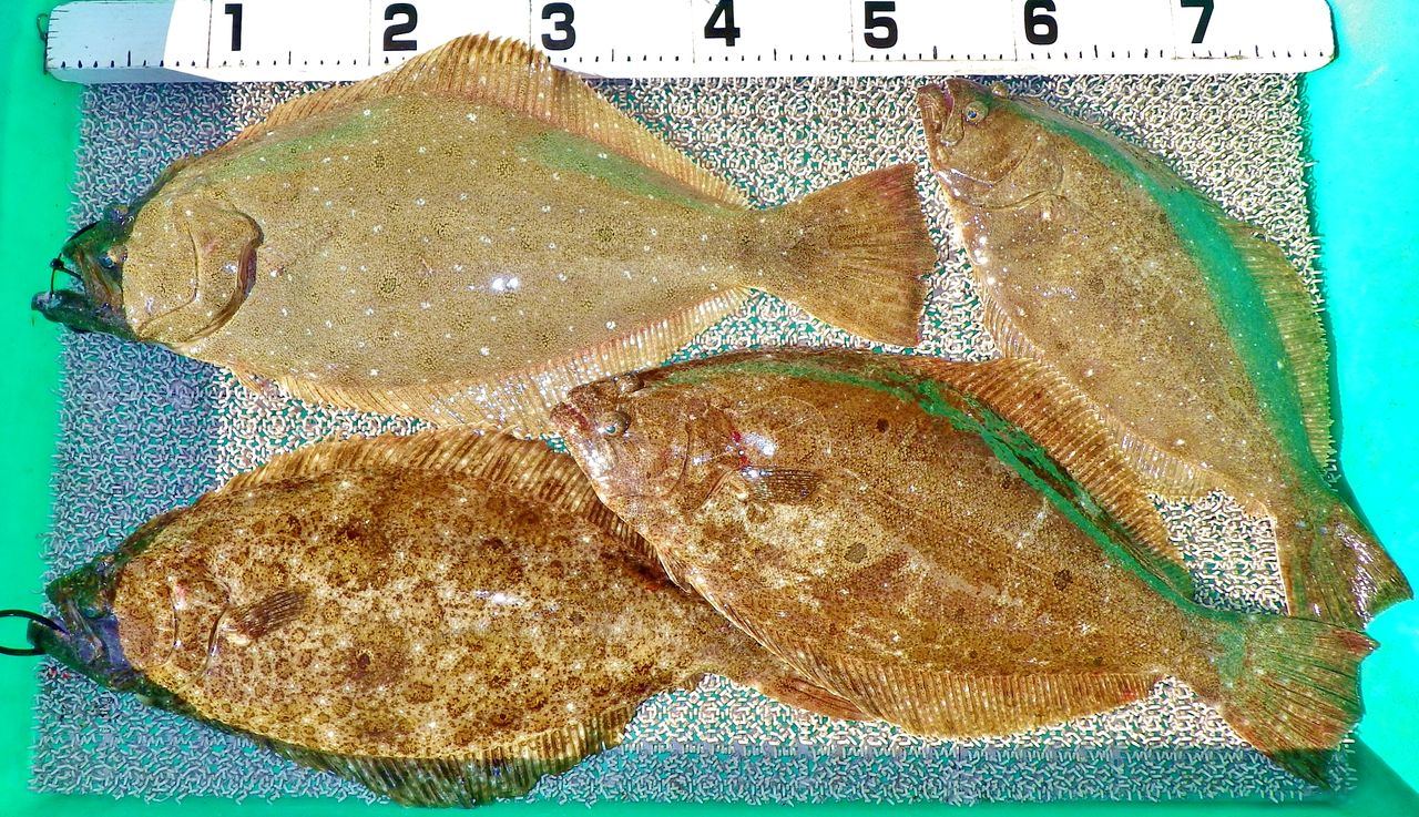 宇佐沖アジの泳がせ釣りでヒラメ4匹計5キロ 竹村貸舟店 高知県 浦ノ内湾 宇佐 須崎市横浪半島沖の船釣り 釣果情報 ブログ