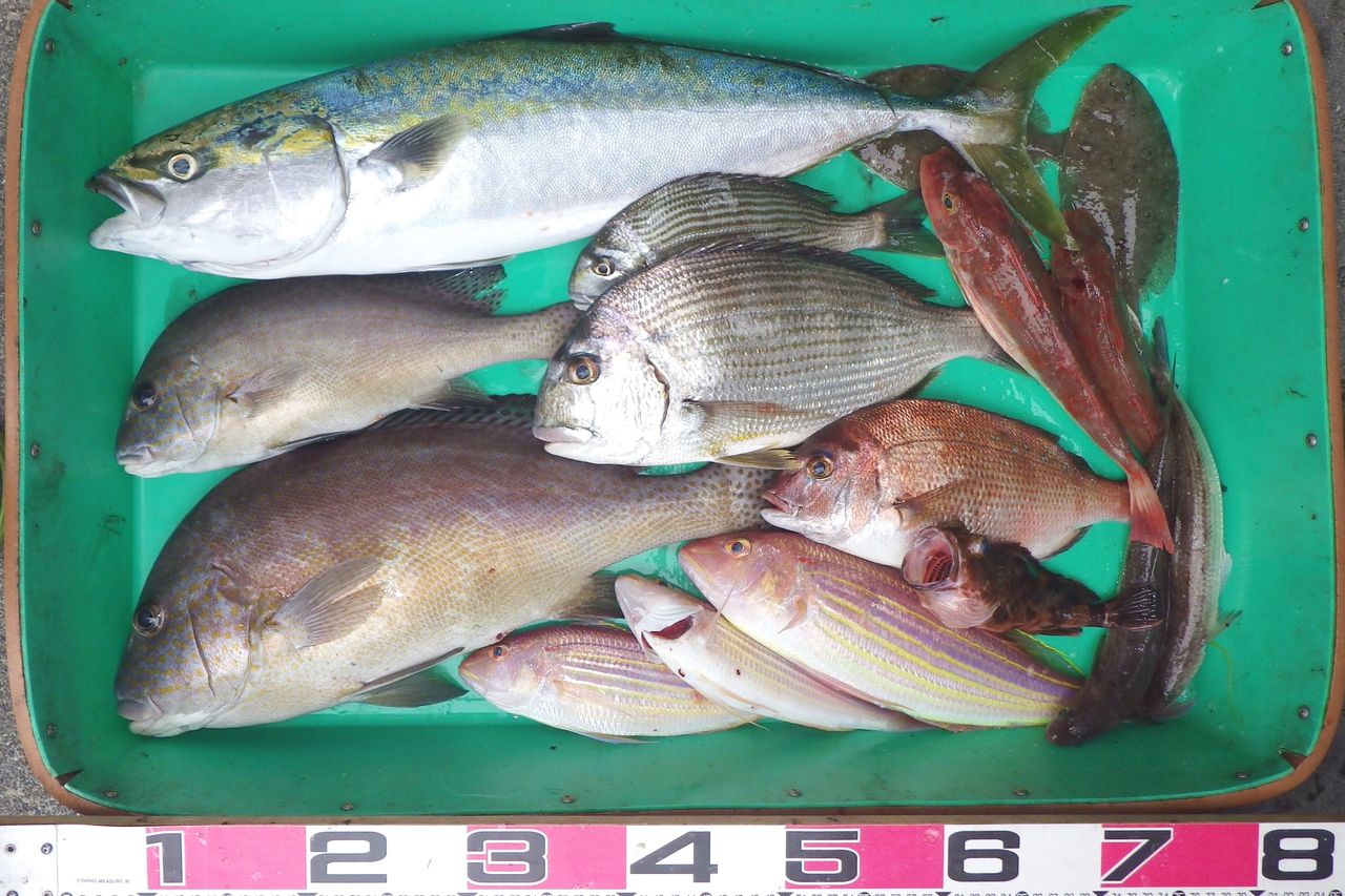 幻の高級魚 シロアマダイ 釣れる ただし 竹村貸舟店 高知県 浦ノ内湾 宇佐 須崎市横浪半島沖の船釣り 釣果情報 ブログ