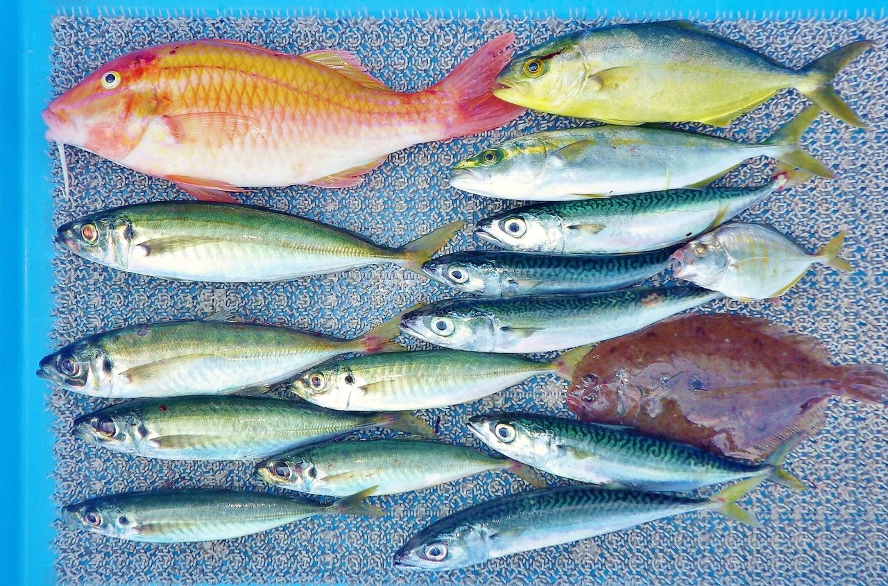 タイラバで54cmマダイ ジグサビキでアジやサバ キスは最大26cm 竹村貸舟店 高知県 浦ノ内湾 宇佐 須崎市横浪半島沖の船釣り 釣果情報 ブログ タイラバで54cmマダイ ジグサビキでアジやサバ キスは最大26cm 竹村貸舟店 高知県 浦ノ内湾 宇佐 須崎市横浪半島沖の船釣り 釣果情報 ブログ