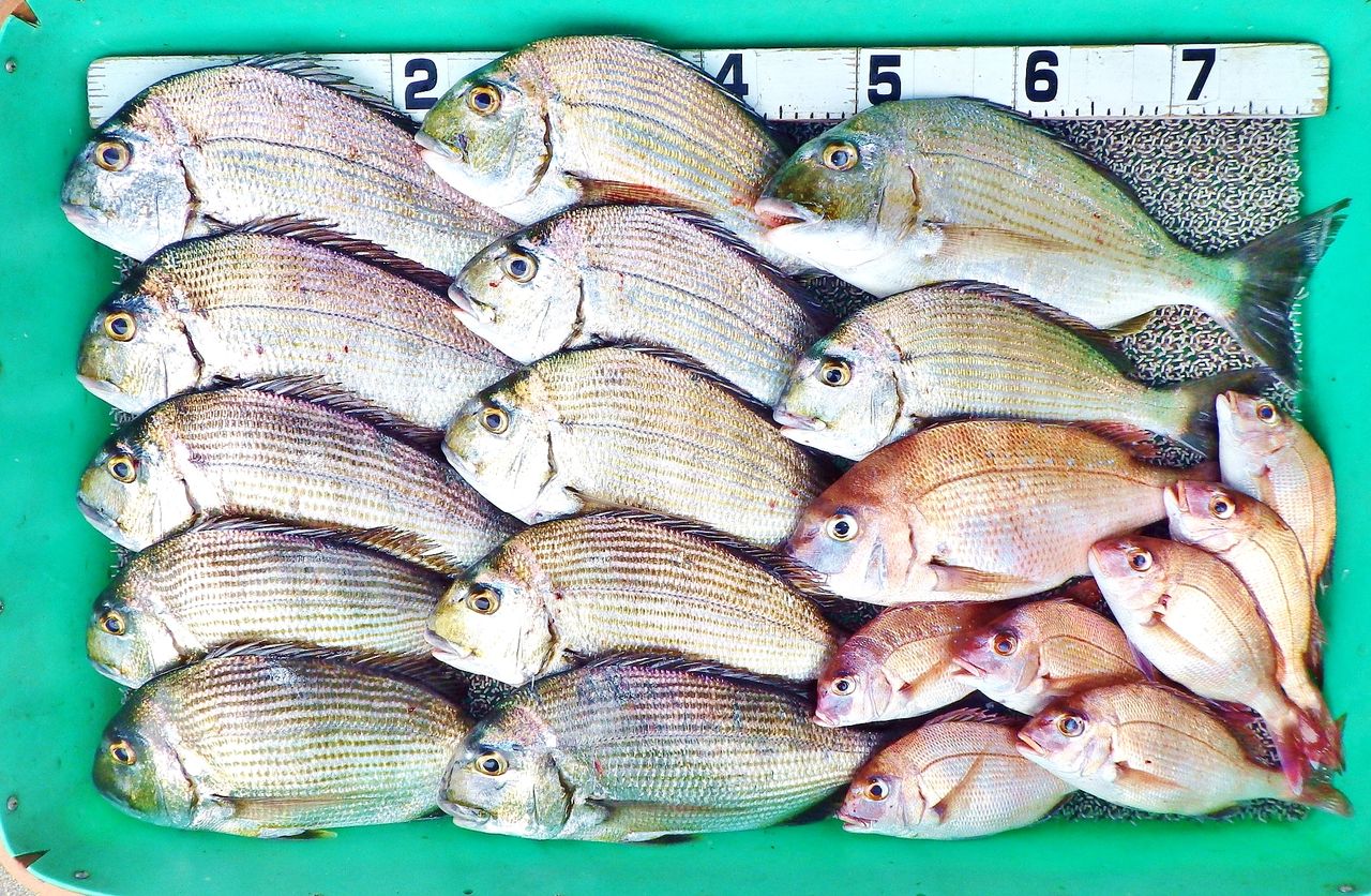 一人でキス85匹 時合いで入れ食いタイム突入 竹村貸舟店 高知県 浦ノ内湾 宇佐 須崎市横浪半島沖の船釣り 釣果情報 ブログ