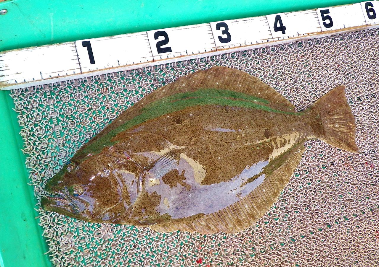 アジの泳がせで1 5kgの良型ヒラメ 竹村貸舟店 高知県 浦ノ内湾 宇佐 須崎市横浪半島沖の船釣り 釣果情報 ブログ