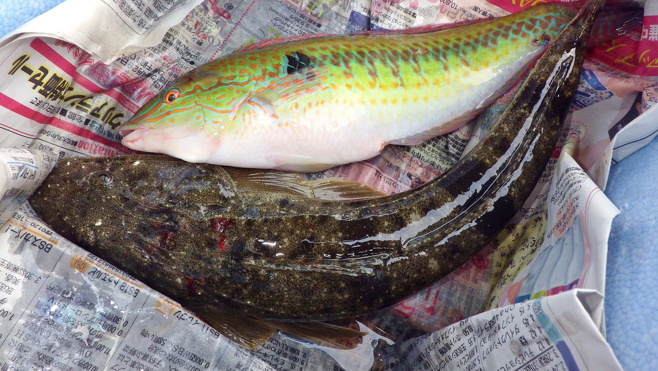 デカい キスの泳がせで1 6キロのモンゴ登場 タコ狙いは11匹 釣果を見守り続けたツバメは今日巣立ち 竹村貸舟店 高知県 浦ノ内湾 宇佐 須崎市横浪半島沖の船釣り 釣果情報 ブログ