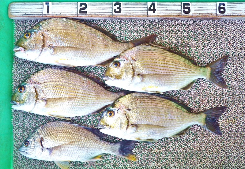IMGP3593