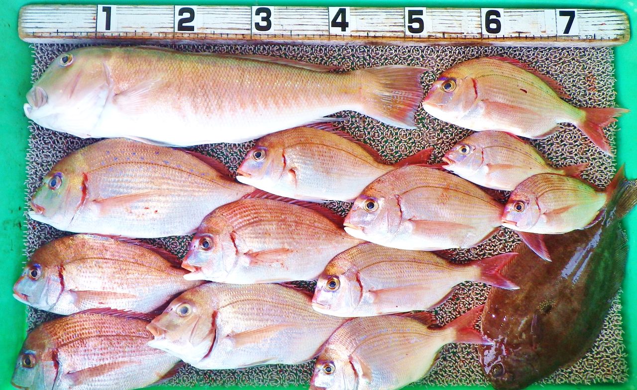 超高級魚シロアマダイ 良型真鯛 ブリ メジロ オオニベ 良型続出 竹村貸舟店 高知県 浦ノ内湾 宇佐 須崎市横浪半島沖の船釣り 釣果情報 ブログ