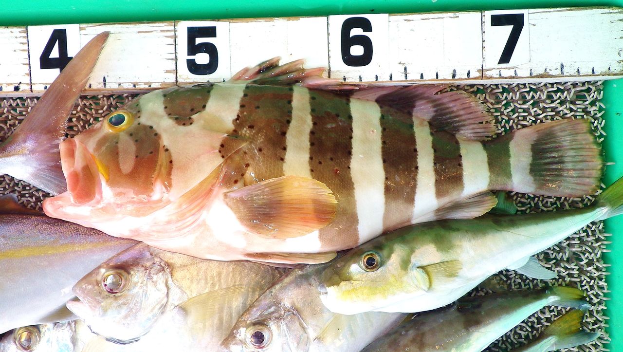 風強く苦戦する組もいる中で絶好調の組も!珍魚コクテンアオハタも初