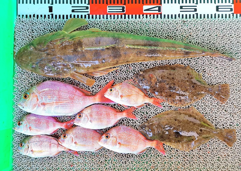 IMG_20191208_183513
