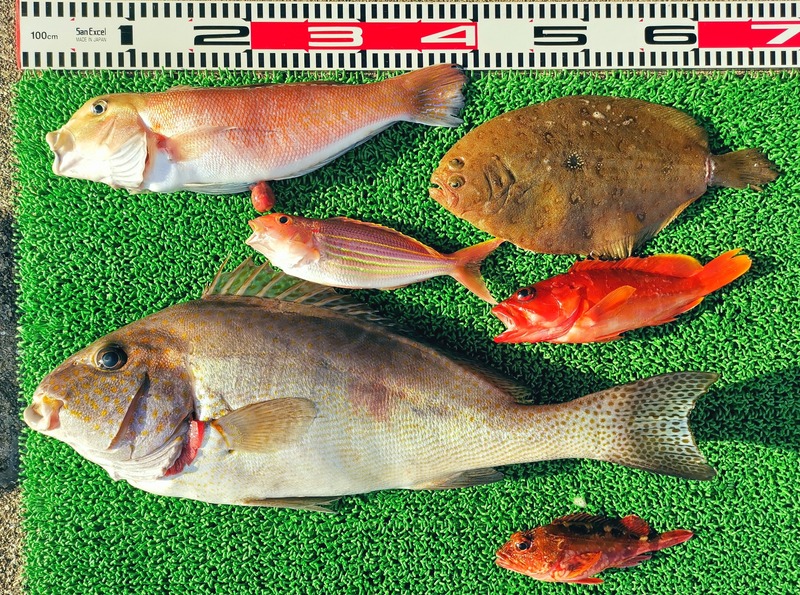 IMG_20250122_153156_edit_246355396636366