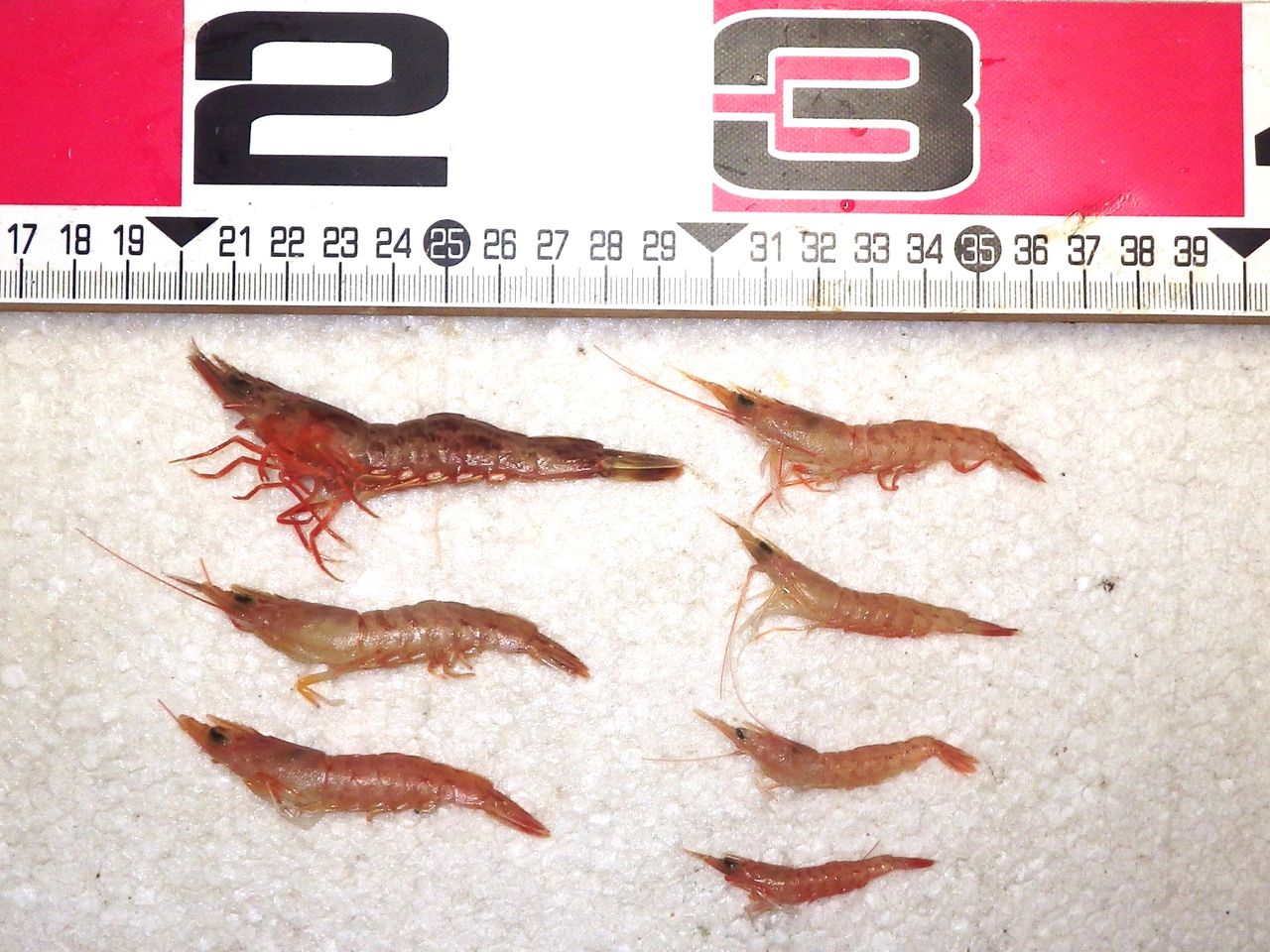 テンヤ釣り用活きエビ入荷しました ちょっとイカついのも混じってます 竹村貸舟店 高知県 浦ノ内湾 宇佐 須崎市横浪半島沖の船釣り 釣果情報 ブログ