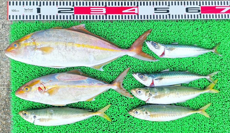 IMG_20251004_125300_edit_1578336318385199