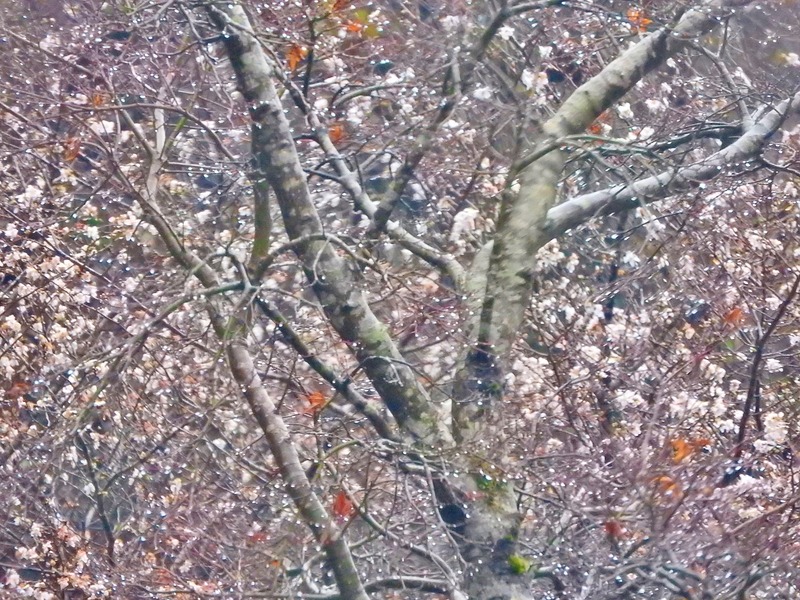 DSCN4942