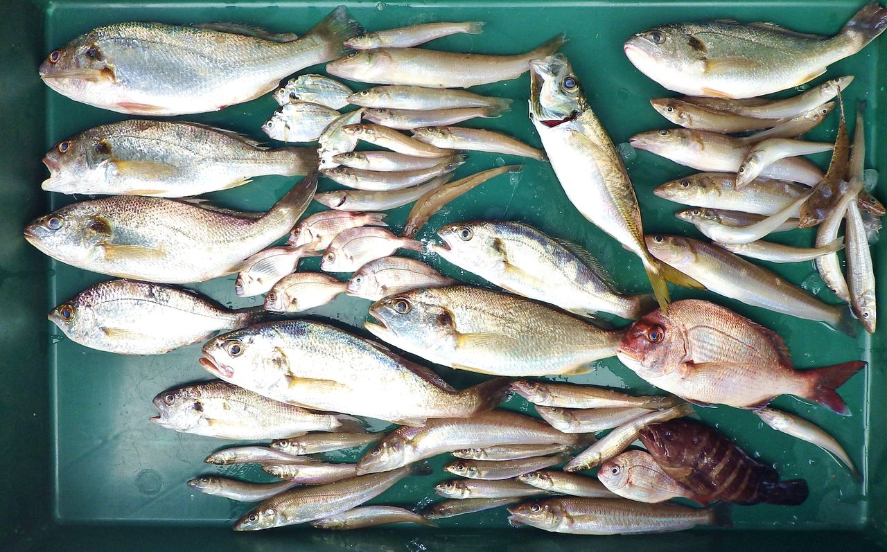 湾内でついにロクマル真鯛出たー 竹村貸舟店 高知県 浦ノ内湾 宇佐 須崎市横浪半島沖の船釣り 釣果情報 ブログ 湾内でついにロクマル真鯛出たー 竹村貸舟店 高知県 浦ノ内湾 宇佐 須崎市横浪半島沖の船釣り 釣果情報 ブログ