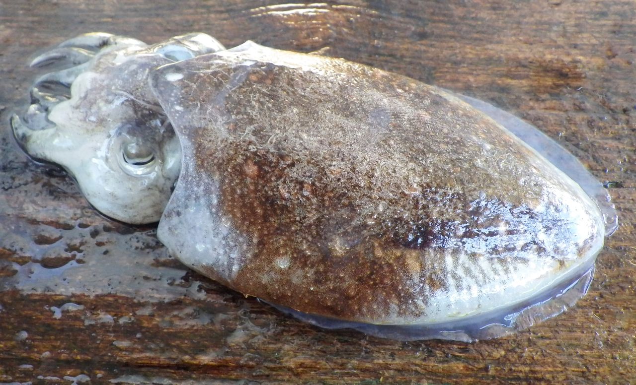 ヒラメは稚魚から横泳ぎ それとも稚魚は縦に泳ぐ 竹村貸舟店 高知県 浦ノ内湾 宇佐 須崎市横浪半島沖の船釣り 釣果情報 ブログ ヒラメは稚魚から横泳ぎ それとも稚魚は縦に泳ぐ 竹村貸舟店 高知県 浦ノ内湾 宇佐 須崎市横浪半島沖の船釣り 釣果情報 ブログ